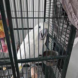 2-Year-Old Cockatoo Looking for a New Home in Detroit, mi