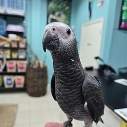 African Gray Timneh Parrot - Sweet Family Bird Ready for a New Home in Delray Beach, fl