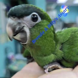 Hahns Macaw Babies Available at Brenda & Billy's Aviary in Delray Beach, fl