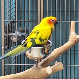 Sun Conures - High Yellow and Red Factors Ready for New Homes in Delray Beach, fl