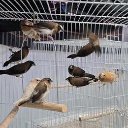 Society Finches Available in All Colors in Delray Beach, fl