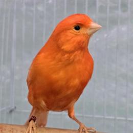 Canaries of All Colors Available - Great Singers! in Delray Beach, fl