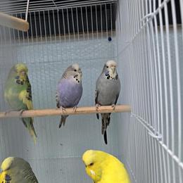 English Budgies Available at Brenda & Billy's Aviary in Delray Beach, fl