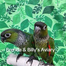Black Capped Conures - Handfed Babies Available in Delray Beach, fl