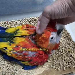 Scarlet Macaw Baby - Sweet and Handfed, 3 Weeks Old in Delray Beach, fl