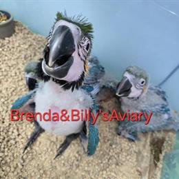 Male Blue & Gold Macaw Baby - 3.5 Months Old in Delray Beach, fl