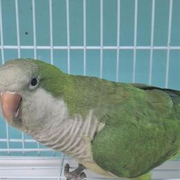 Quaker Parrots: Blue and Green Opalines Available in Delray Beach, fl