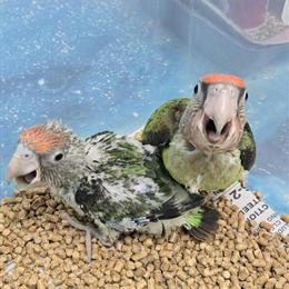 Cape Parrot Female - 7 Months Old and Talking in Delray Beach, fl