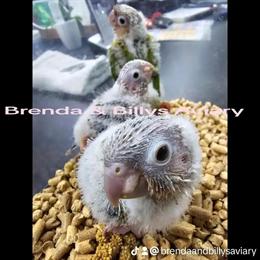 Pineapple Green Cheek Baby Bird Available in Delray Beach, fl