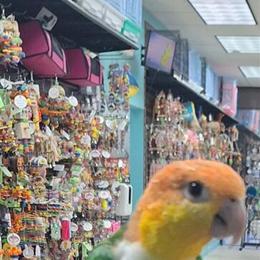 Hand Fed Baby White Belly Caique Available in Delray Beach, fl