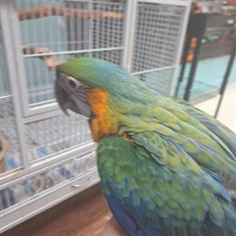 Hand-Fed Baby Camelot Macaw Available for Deposit in Delray Beach, fl