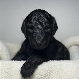 AKC Standard Poodle Puppies Ready for Valentine's Day in Piqua, oh