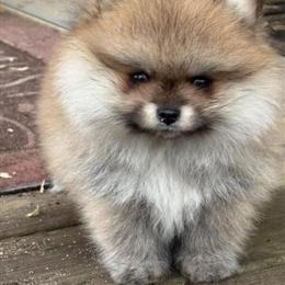 Tiny Female Pomeranian Puppies Available in Myrtle Beach, sc