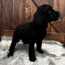 Standard Poodle Puppies - AKC Registered, Solid Black, 8 Weeks Old in Myrtle Beach, sc