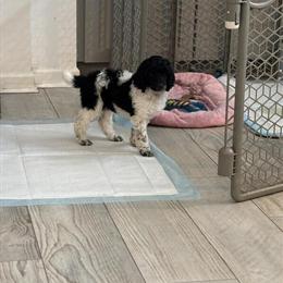 Standard Poodle Puppies - AKC Registered, Black and White, 8 Weeks Old in Myrtle Beach, sc