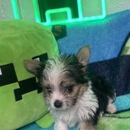 Yorkshire Terrier Puppy in Panama City, fl