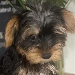Yorkshire Terrier - Sweet and Playful in Panama City, fl