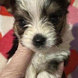 Yorkshire Terrier Puppy - Sweet and Playful in Panama City, fl