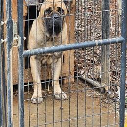 Cane Corso Stud with ICCF Papers in Charlotte, nc