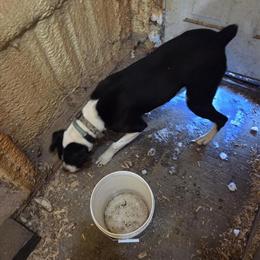 Female Puppy Available in Bloomington, il