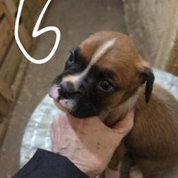 Female Puppy Available in Bloomington, il