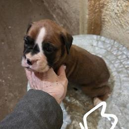 Male Puppy Available in Bloomington, il