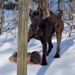 Cane Corso Puppies Available - 4 Males Born January 19th in Brandywine, md