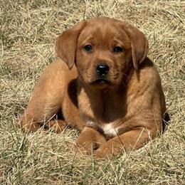 English Labrador Retriever Puppies Available in Monona, ia