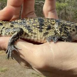 Morelet's Crocodile - High Yellow in Columbia, sc