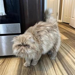 Free Persian Cats Looking for a Good Home in Georgetown, de