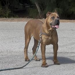 Cane Corso for Sale in Orlando, FL in Los Angeles, ca