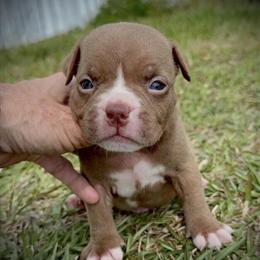 Male Bulldog Puppies Available in Columbia, sc