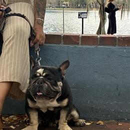 French Bulldog for adoption in Orlando, FL in Los Angeles, ca