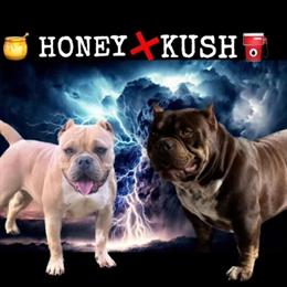 Exotic Pocket Black Ticked Male Stud Available for Breeding in Columbia, sc