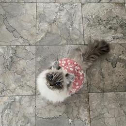 Siberian Kitten - Neva Masquerade with Blue Eyes Seeking Loving Home in Troy, mi