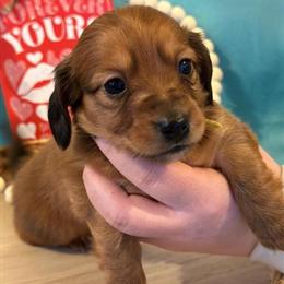 Dachshund Stud Service - AKC Registered Cream Long Hair in Howell, mi