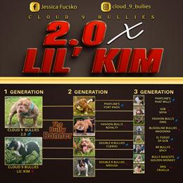 Female Bully Puppy - Chocolate Fawn in Columbia, sc