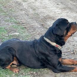 Rottweiler Puppies Available - 8 Weeks Old in Ohio in Kent, oh