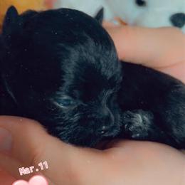 Shorkie Puppies Ready for Loving Homes in Lincoln Park, mi