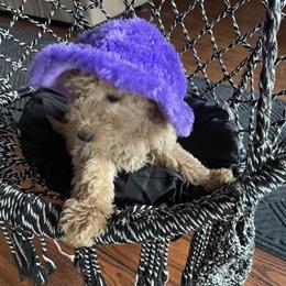 Medium Golden Doodle Puppies Ready for Forever Homes in Petersburg, in