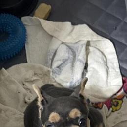 AKC French Bulldog Female - 9 Weeks Old in Hampton, va