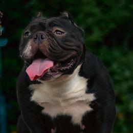 Exotic Micro Female Bully for Sale in Charlotte, nc