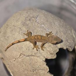 Baby Flame Crested Gecko for Adoption in Chicago, il
