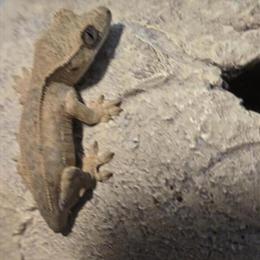 Baby brindle yellow dalmation crested gecko for adoption in Chicago, il