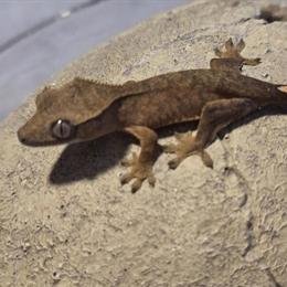 Baby tiger crested gecko for adoption in Chicago, il
