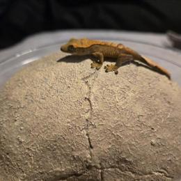 Baby Flame Crested Gecko for Adoption in Chicago, il