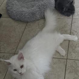 Maine Coon Female Polydactyl Kitten Available in Lehigh Acres, fl