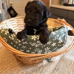 Miniature Schnauzer Puppies Ready for New Homes in March in Saint Cloud, mn