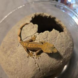 Baby crested gecko for adoption in Chicago, il