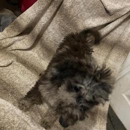 Goldendoodle Puppy Sunshine - Almost Potty Trained in Bowling Green, oh